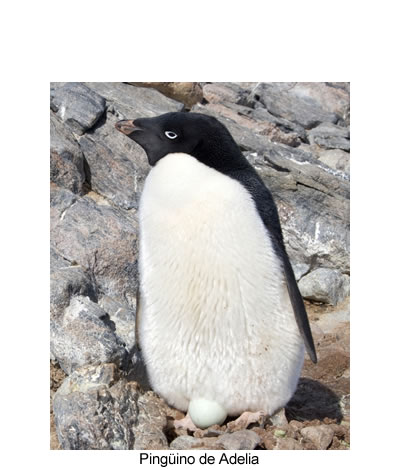 pingüino de Adelia